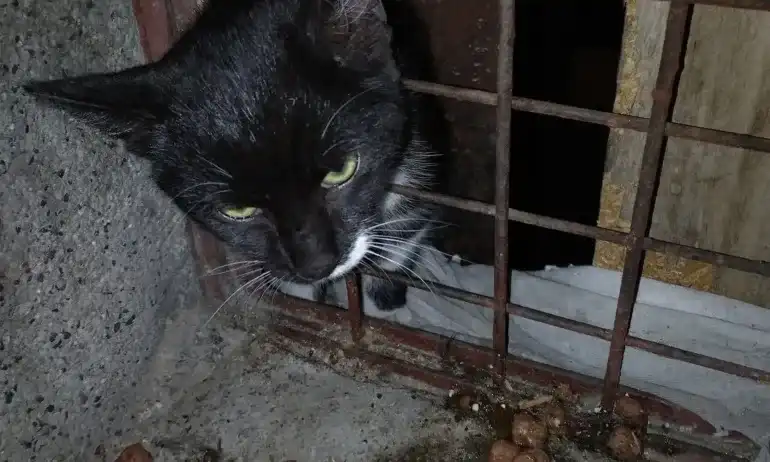 Пловдивски полицаи спасиха гладно коте