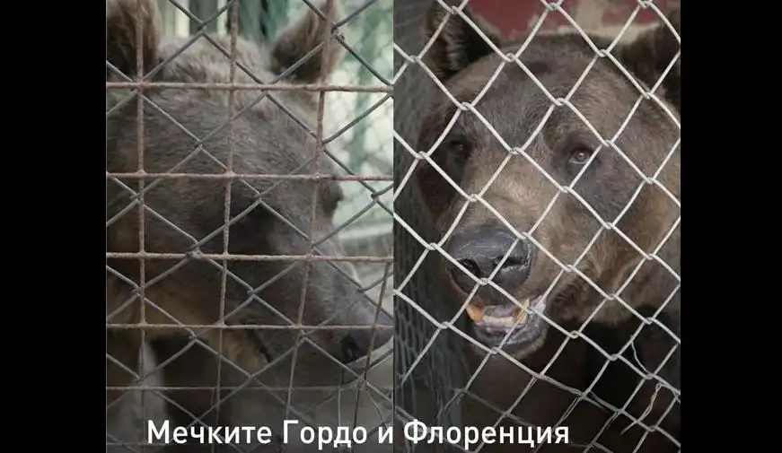 Скоро ще видим аржентински мечки в Парка над Белица Снимки