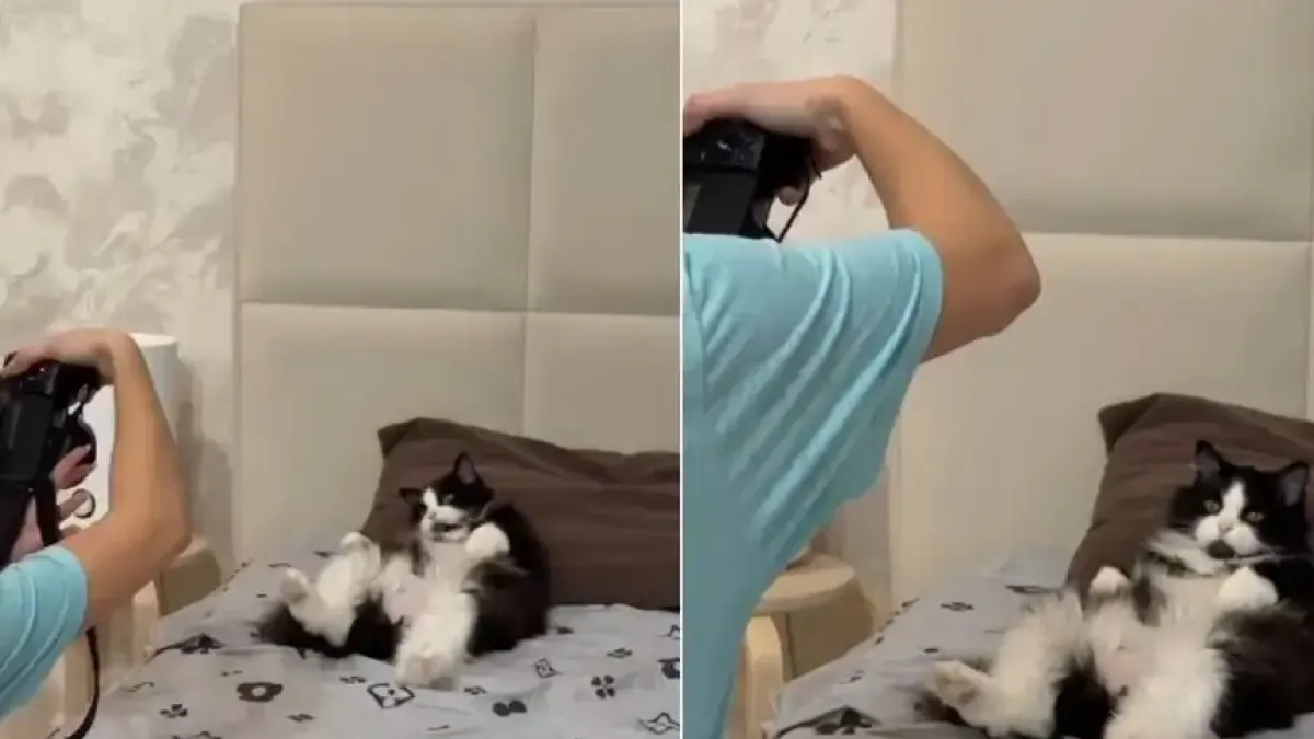 Като моделите: Котарак позира с удоволствие за фотосесия