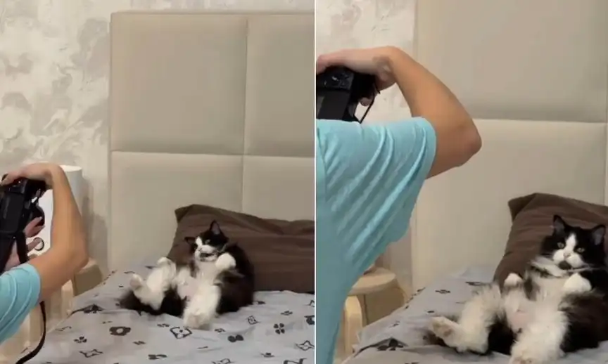 Като моделите: Котарак позира с удоволствие за фотосесия