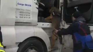 Кучето Крум е главният герой при големия удар с кокаин и злато за милиони на "Капитан Андреево"