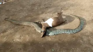 Мъж с копие си отмъсти на четириметрова змия за смъртта на козата му