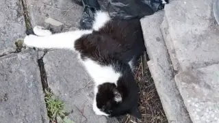 Садисти масово тровят котките в Бургас