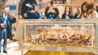Стотици хиляди чакат на опашка да се докоснат до мощите на Св. Франциск