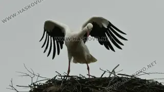 Любимецът на село Подкрепа се завърна Снимки