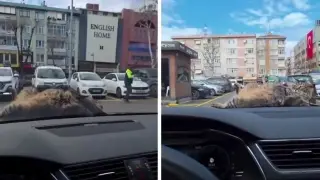 Мъж се мъчи 30 минути да прогони заспал котарак от капака на кола