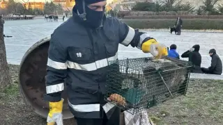 Коте падна в шахта до НДК, веднага се отзоваха спасители Снимки