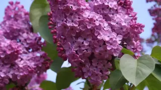 Български люляк с голям научен пробив Снимки