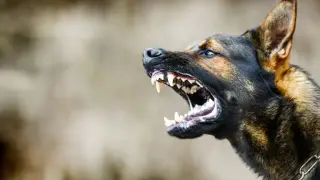 Домашно куче нахапа дете и две жени във Великотърновско