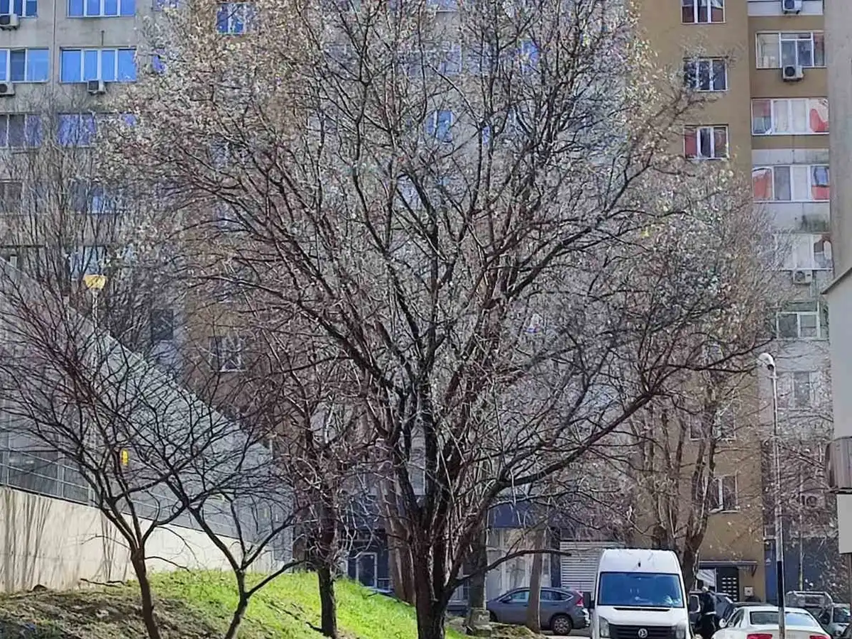 Бургас побеля