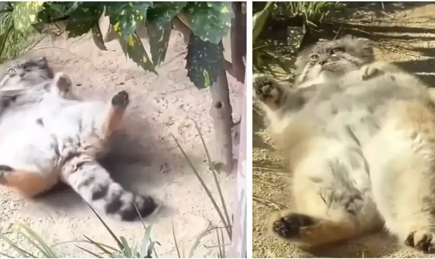 Котките манул обичат да се търкалят в пясъка