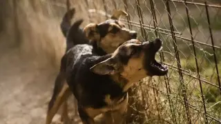 Жена насъска глутница срещу русенка с командата „Дръж“