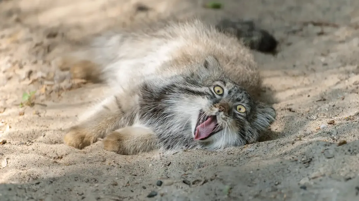 Котките манул обичат да се търкалят в пясъка