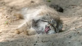 Котките манул обичат да се търкалят в пясъка