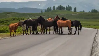 Делото за смъртта на Андреа, убита от кон на пътя, влезе в съдебна фаза