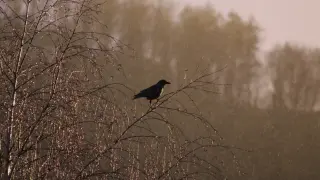 Дъждовното време ще се задържи до Цветница