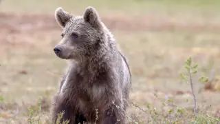 Уникална гледка в Родопите: Четири мечета изненадаха шофьори по пътя Доспат-Батак
