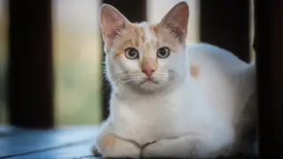 Котарак налива вода от диспенсъра