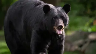 Мечка извърши "ревизия" на магазин през нощта