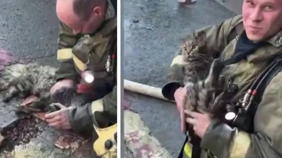 Пожарникар реанимира котка, която едва не загина при пожар
