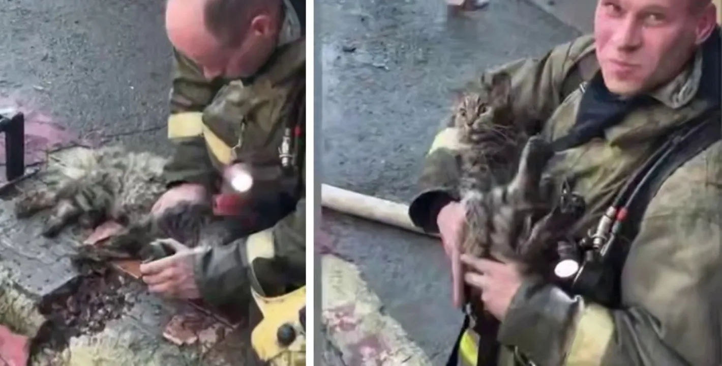 Пожарникар реанимира котка, която едва не загина при пожар