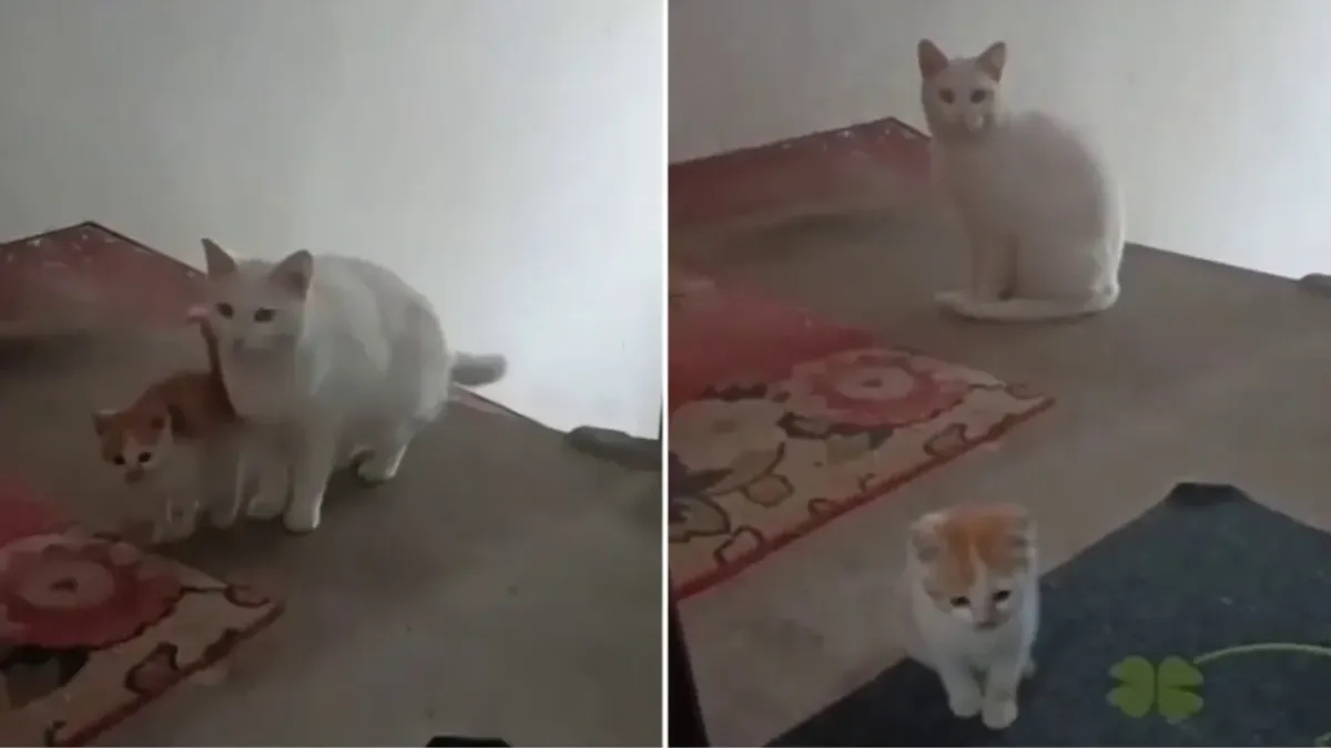 Бездомна котка запозна малкото си котенце с човека, който я е хранил