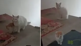 Бездомна котка запозна малкото си котенце с човека, който я е хранил
