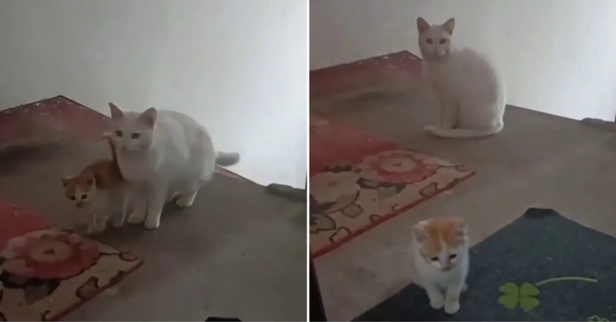 Бездомна котка запозна малкото си котенце с човека, който я е хранил