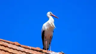 Малко чудо от Козлодуй: Щъркели вече мътят нов живот