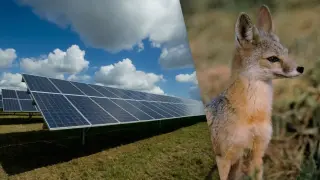 Лисица влезе в слънчева електроцентрала и се случи нещо неочаквано
