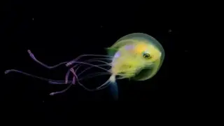 Фотограф засне риба във вътрешността на прозрачна медуза