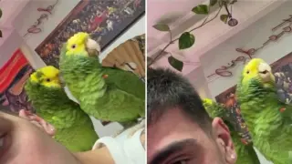 Папагали пеят песен на Риана и Еминем