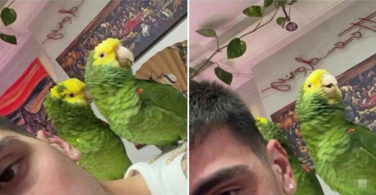 Папагали пеят песен на Риана и Еминем
