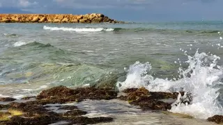 Морето изхвърли труп на мистериозно животно на плаж във Варна