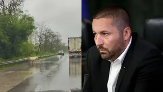 Маркировка няма, но има прасе: Поредният абсурд по родните пътища