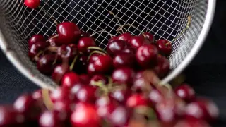 Сланите унищожиха изцяло черешовата реколта в Кюстендилско