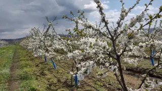 Бедствено положение обявяват в Кюстендил