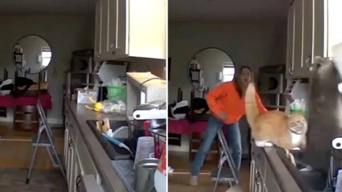 Котарак изгони енот от дома на стопанката му
