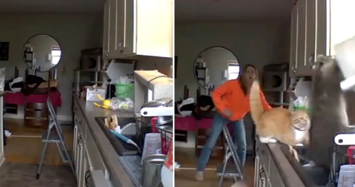 Котарак изгони енот от дома на стопанката му