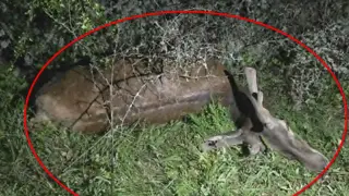 Бракониери убиха благороден елен в Странджа