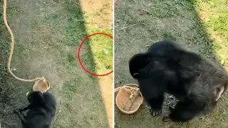 Шимпанзе върна паднали очила на посетител