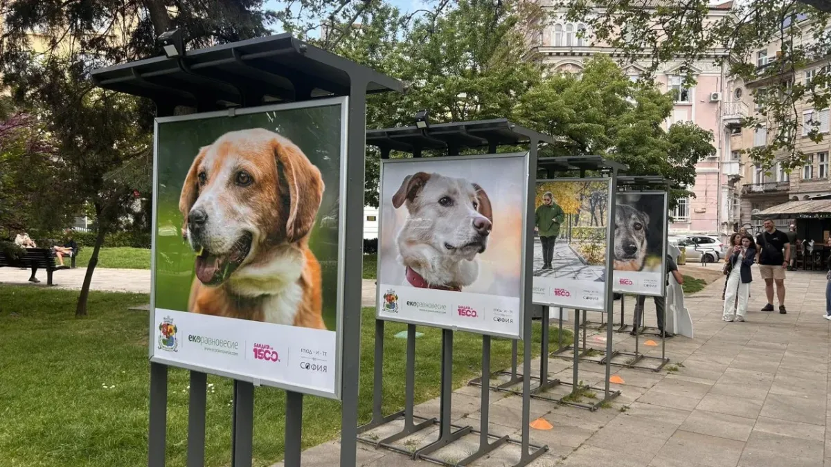 "Вече съм вкъщи": Фотоизложба в София променя съдби на кучета