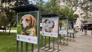 "Вече съм вкъщи": Фотоизложба в София променя съдби на кучета