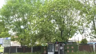 Трагедия: Мъж падна от дърво и издъхна на пъпа на София, докато чака помощ