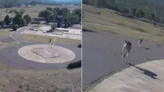 Скок с парашут завърши с неочаквана среща с кенгуру