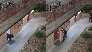 Дива мечка се барикадира в хотел