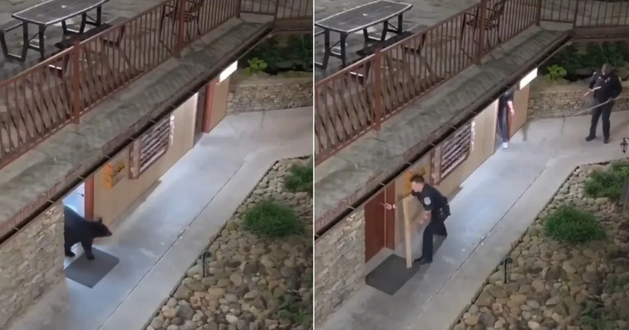 Дива мечка се барикадира в хотел