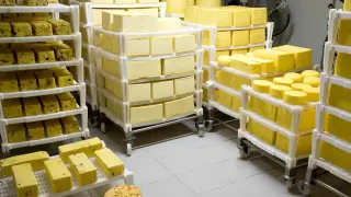 Ученици от София произведоха първото си сирене в нова учебна мандра