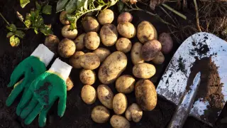 Родопчанин отиде да вади картофи по нощите, и дирите му се загубиха Снимка