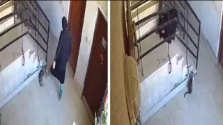 Кармата сработи мигновено: Жена ритна котка и веднага падна